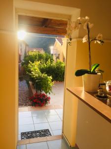 an open door to a garden with a potted plant at B&B Villa Rosa Angrisano in Maratea