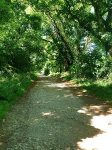 uma estrada de terra com árvores a sombrear em The cozy shed em Stow on the Wold