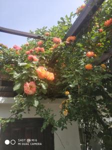 Papanovata House في Enina: حفنة من الزهور على جانب المبنى