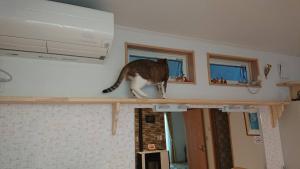 a cat standing on top of a shelf in a room at Guesthouse Gifu SUAI in Gifu
