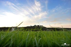 a field of tall green grass with a building in the background at Kududu Guest House in Addo