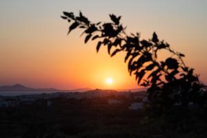 eine Silhouette eines Baumes mit Sonnenuntergang im Hintergrund in der Unterkunft Hotel Villa Flora in Naxos Chora