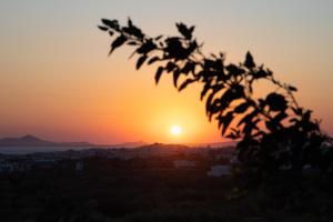 uma silhueta de uma árvore com o pôr-do-sol ao fundo em Hotel Villa Flora em Naxos Chora