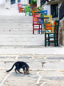 a cat walking on the ground in front of tables and chairs at Hotel Villa Flora in Naxos Chora