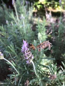 Una abeja está sentada sobre una flor púrpura en Hotel La Cautiva de Ramirez en La Paz