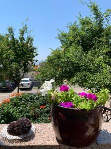 Zahrada ubytování Apartment Mirjana