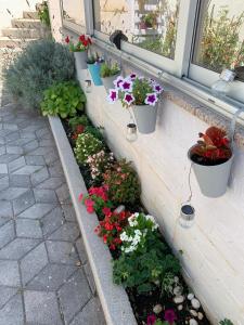Zahrada ubytování Apartment Mirjana