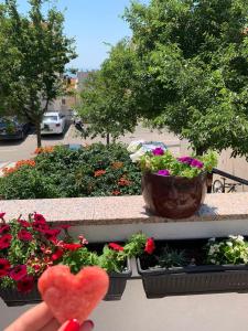 Zahrada ubytování Apartment Mirjana