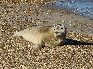 uma foca deitada na areia na praia em Seaspray Guest House em Weymouth