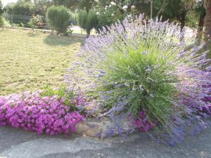 Un mazzo di fiori viola in un giardino di Guest House Jasmin a Rovigno (Rovinj)