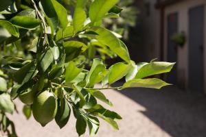 A garden outside Hotel Amico