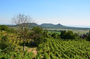 a vineyard with a tree in the middle of a field at Grand Cru 3. Vendégház in Hegymagas