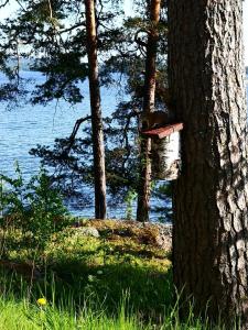 a tree with a sign on it next to a lake at Club House Hotelli Kaipolan Ranta in Jämsä