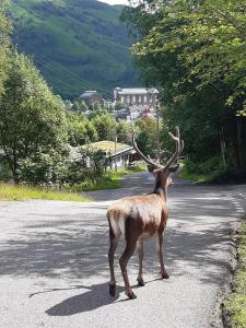 a deer standing in the middle of a road at Nevis Pod, West Highland Way Holidays in Kinlochleven
