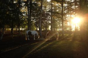 two horses grazing in a field with the sun shining through trees at Gastenverblijf Het Muzehuis in Dalfsen