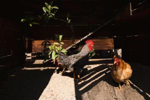 Animals al lodge o a prop
