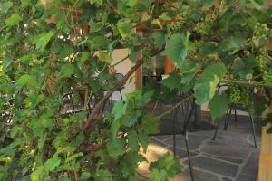 Zahrada ubytování B&B Frühlingsheim
