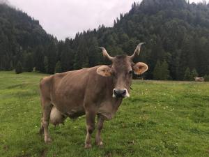 Zvieratá v apartmáne alebo blízkom okolí