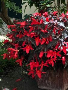 un ramo de flores rojas en una plantadora de madera en Villa Prétorina en Cannes