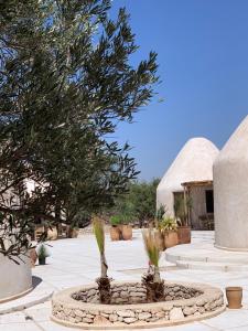 einen Innenhof mit einem Baum und einem Gebäude in der Unterkunft Les Jardins de Villa Maroc in Essaouira