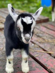 a black and white baby goat standing on a table at Highland Croft B&B in Onich