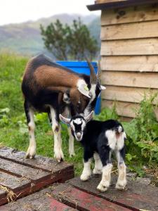 une chèvre et une chèvre bébé debout à côté d'une maison dans l'établissement Highland Croft B&B, à Onich