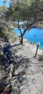 a tree on a beach next to a body of water at Apartment Nono Ivo in Vis