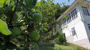 Zahrada ubytování Guest House Okropilauri