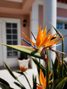 a yellow and orange flower in front of a house at Villa Shardana B&B in Sesimbra