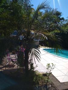 a palm tree sitting next to a swimming pool at Armazém do Porto Chalé Jasmim in Morretes