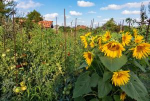 a field of sunflowers in a garden at Villa Rezos in Rezovo