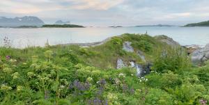 a field of flowers next to a body of water at BEDEHUSET Basecamp Senja in Skaland
