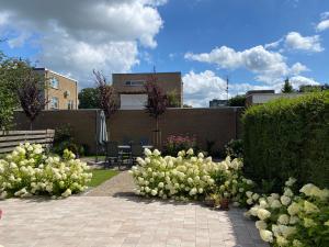 a garden with white flowers on a patio at Studio Brinkstraat in Hoogeveen +3 photos