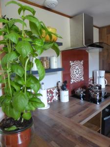 a kitchen with a potted plant on a wooden table at Ferme de la grande Moucherolle in Villard-de-Lans