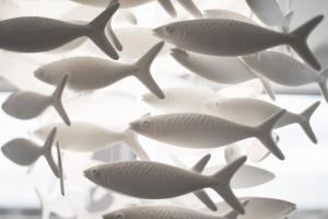a group of white fish swimming in the water at Oceania Saint Malo in Saint Malo