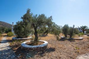 A garden outside Elisso Villas