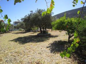 A garden outside Elisso Villas