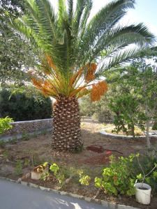 A garden outside Elisso Villas