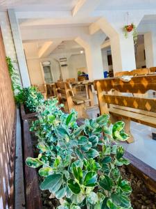 加格拉的住宿－美好愛慕酒店，坐在房间长凳上的盆栽植物