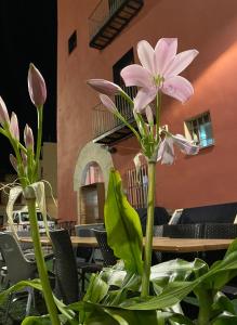 una flor rosa sentada sobre una mesa en Restaurant & Rooms Cabrit, en Sant Mateu