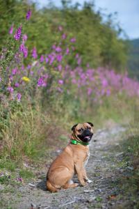 Domácí mazlíčci ubytovaní s hosty v ubytování Landhotel Flora & Fauna