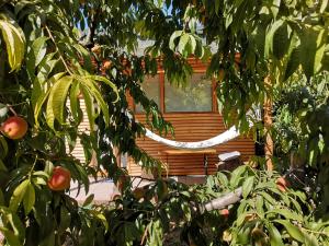 a tree with apples in front of a house at Relax Eaza - Casa cu Hamac in Constanţa