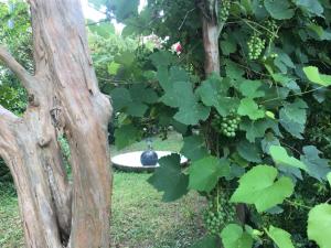 ein Vogelbad mitten in einem Haufen Trauben in der Unterkunft Alla Rotonda dai Santi in Rovigo