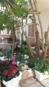 a garden with flowers and plants in pots at Villa Cavaliere in Altino