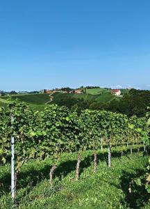 a vineyard with a bunch of trees in a field at Helgas Ferienwohnung in Gleinstätten