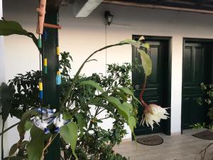 a plant with a white flower in front of a door at Eros Beach Hotel in Benitses