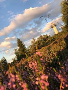 un champ de fleurs avec une tour en arrière-plan dans l'établissement Pistenblick, à Willingen