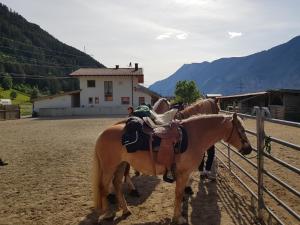 Άλλα ζώα σε αυτό το bed & breakfast ή στη γύρω περιοχή