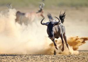 Gallery image of Ol Tukai Lodge Amboseli in Amboseli