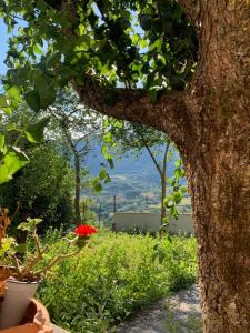 uma árvore com uma flor vermelha num jardim em B&B Al San Francesco em Castel di Sangro